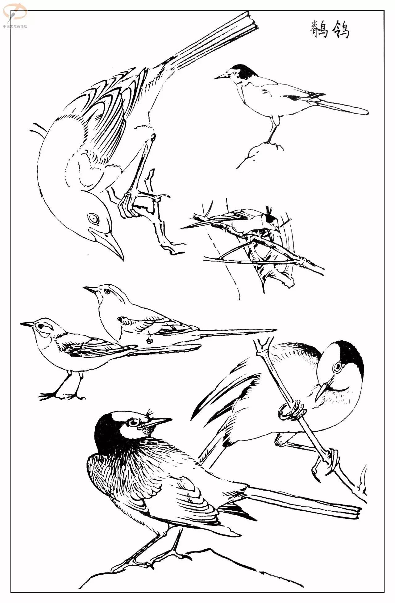 孙其峰著百鸟白描谱二学画必备经典教科书独家
