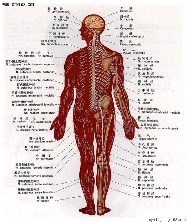 人體神經系統人體內分泌系統人體血管系統圖人體器官分解圖人體器官