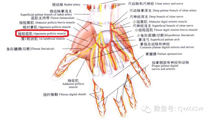 手部肌肉起止點學習心得一