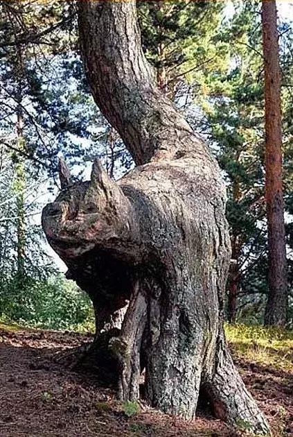 千年的古树绝对震撼你的双眼