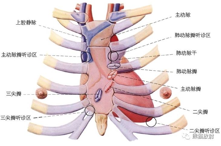 胸主动脉位置图片图片