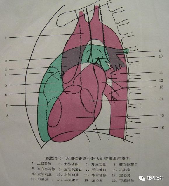 各器官的体表投影图片