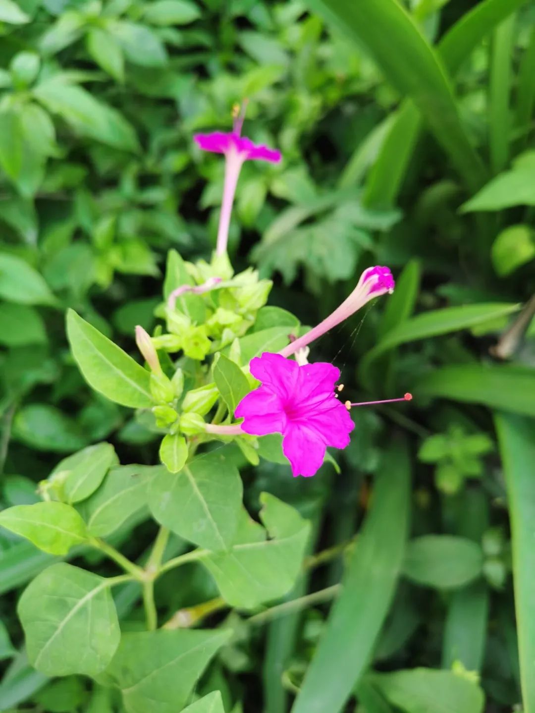 一种遍布南北大地的民间草药,是治疗咽喉肿痛和关节疼痛的良药