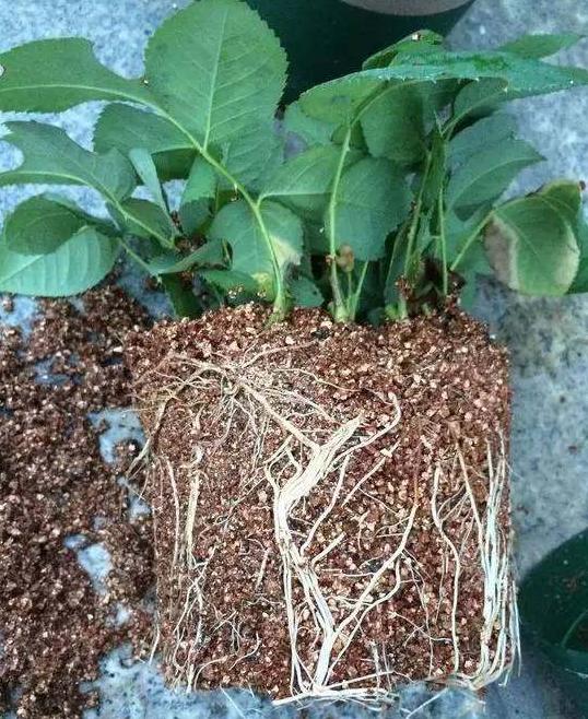 月季很容易扦插失败,学习一下蛭石扦插法,你也能插活托盘蛭石扦插