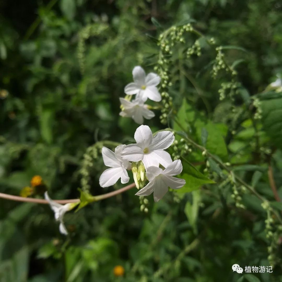 飞蛾藤预防高尿酸血症