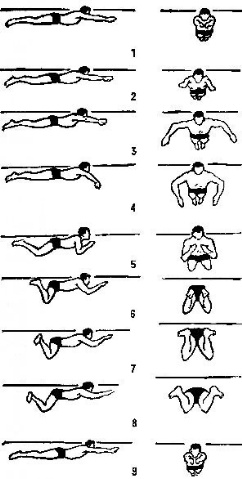 蛙泳详细介绍附图