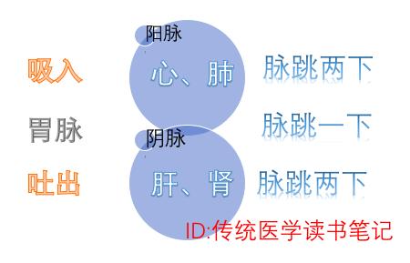 简易号脉原理寸和尺脉参照关脉一呼一吸脉动五次为正常脉