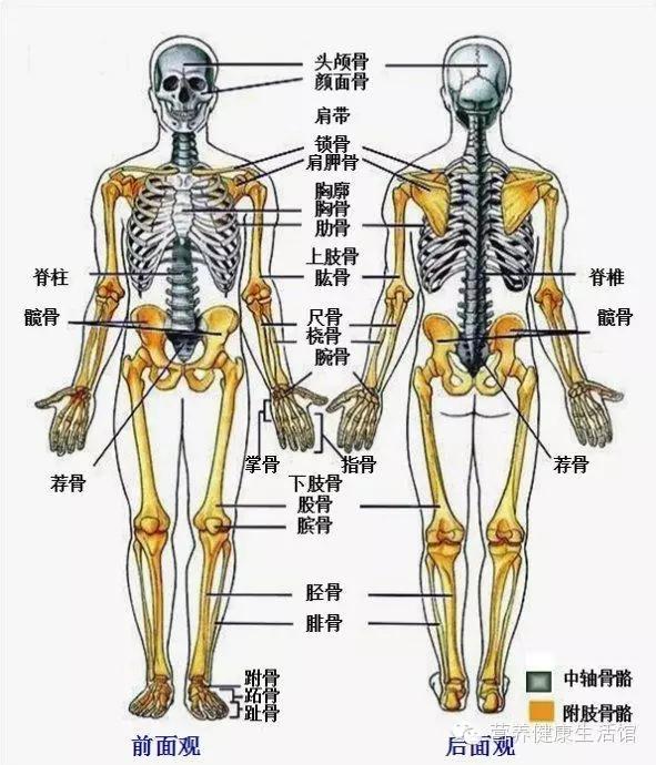 人體的八大系統