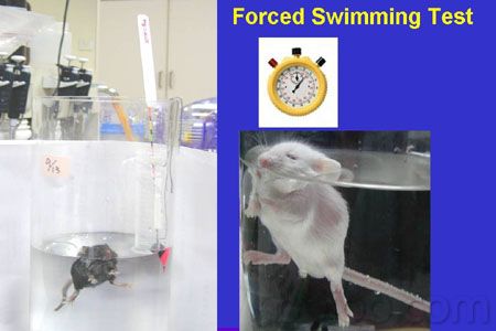 强迫游泳实验forcedswimmingtestfst系统