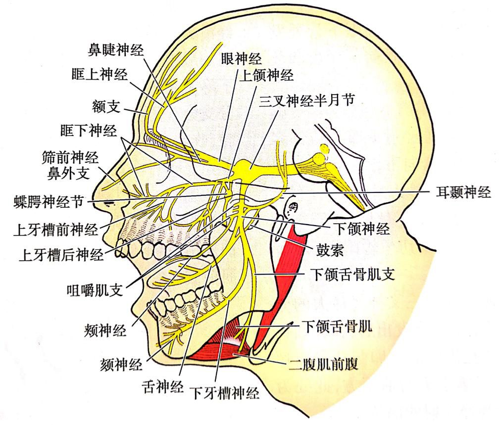 面神经分支及支配肌肉图片