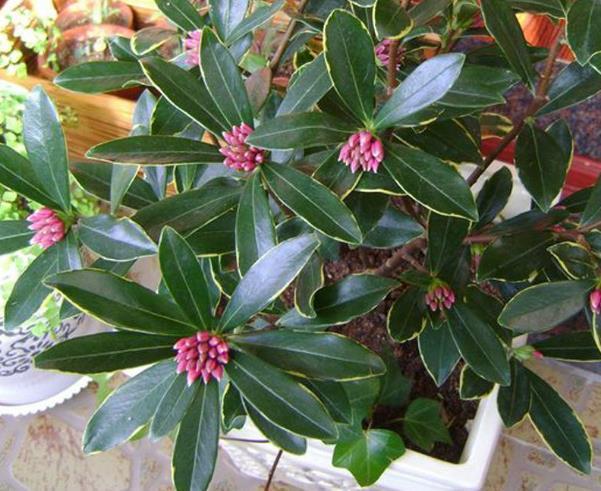 2种"香树"摆家里,能净化空气,还能镇宅旺财!