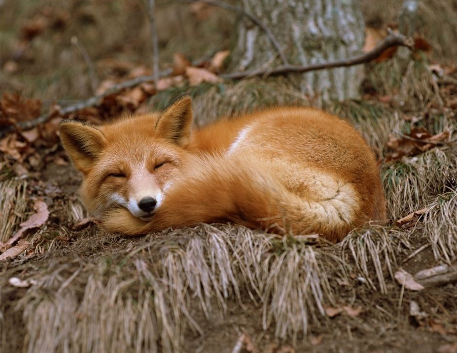 狐狸是怎样修炼成狐狸精和狐仙的