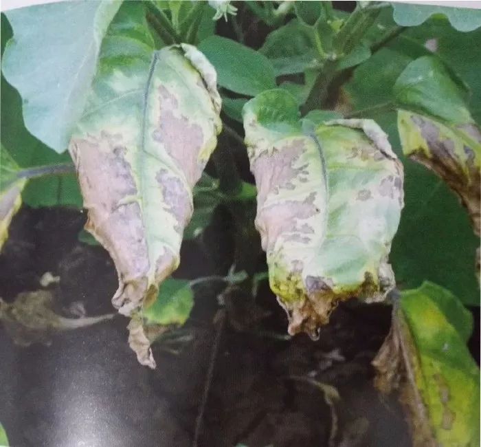 茄子28种病虫害看图识病一目了然