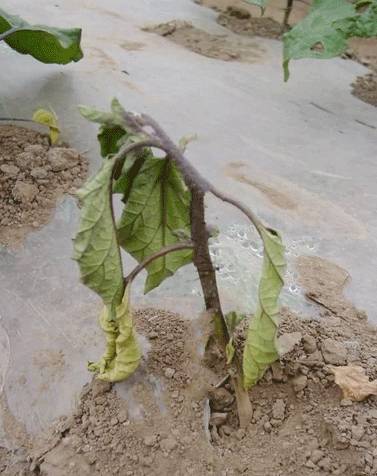 茄子28种病虫害看图识病一目了然