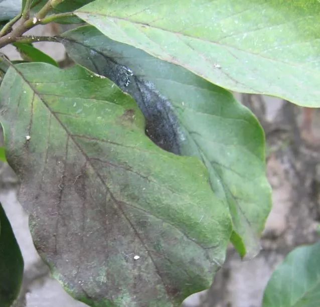 茄子28种病虫害看图识病一目了然