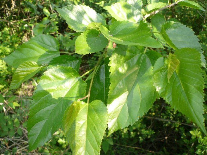 转载桑叶的两个特效吴氏医案医话