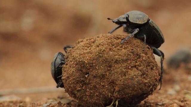 背身滚球屎壳郎如何走出最短的路程