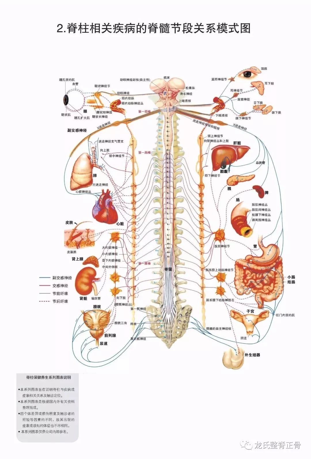 交感神经节的位置图片