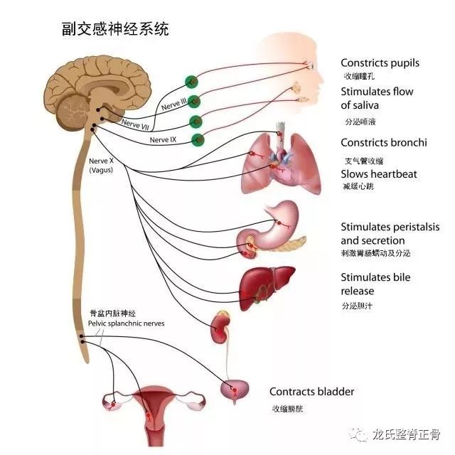 4骶交感神經節及尾交感神經節:通常兩側各有4個骶交感神經節及1個尾交