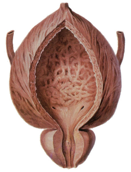 肾段动脉模式图人体解剖学彩色图谱收藏于 : 2021-0