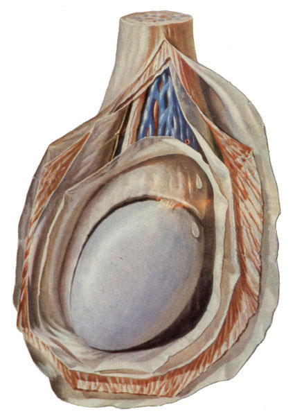 右睾丸,附睾及被膜睾丸和精索被膜的模式图睾丸内部结构模式图阴茎