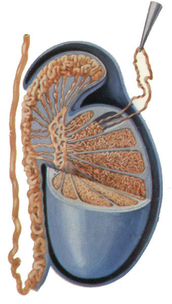 睪丸內部結構模式圖陰莖(尿道面)陰莖的海面體陰莖體橫斷文章點評虎礁