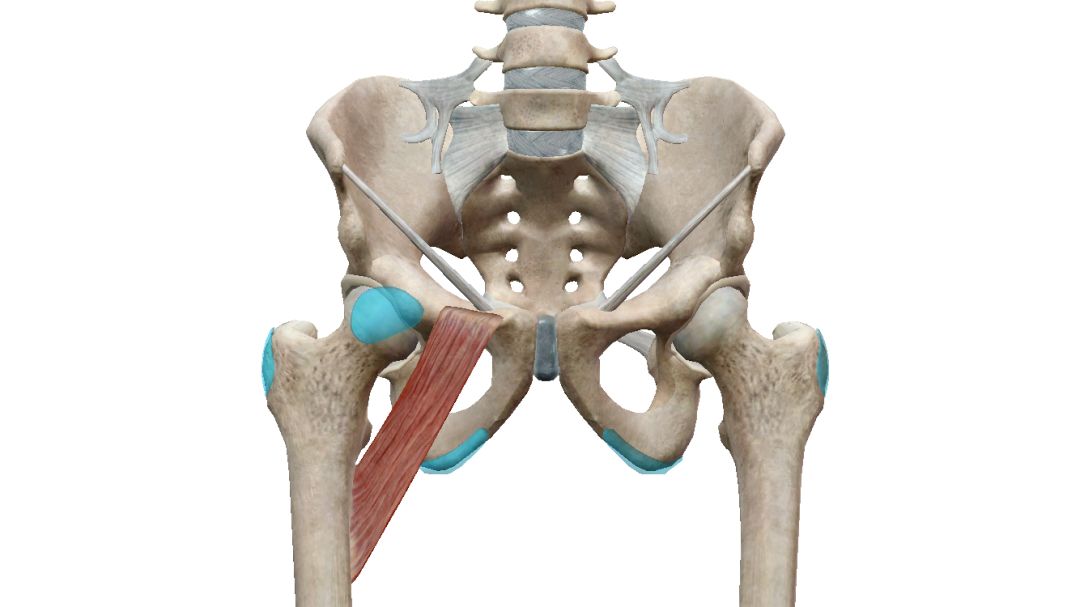 性福密码汇总耻骨肌梨状肌髂腰肌