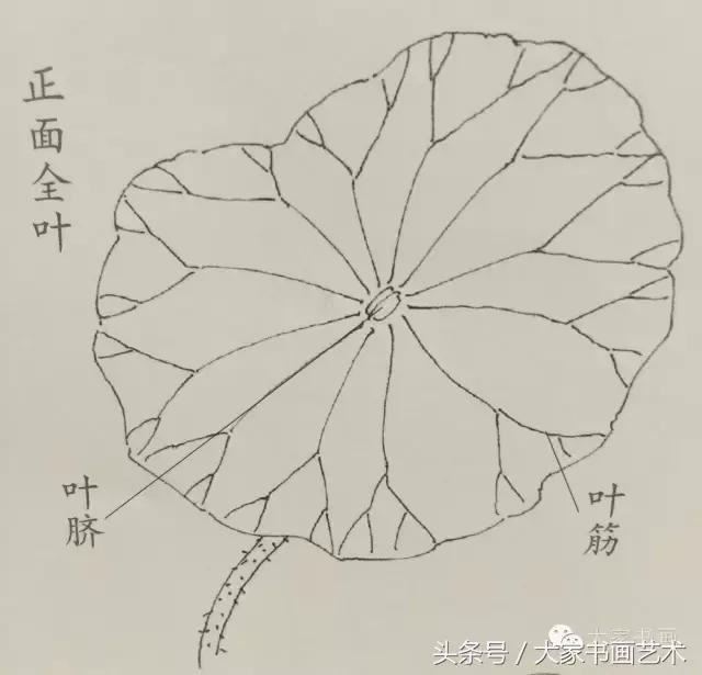 郭书仁教授讲荷花