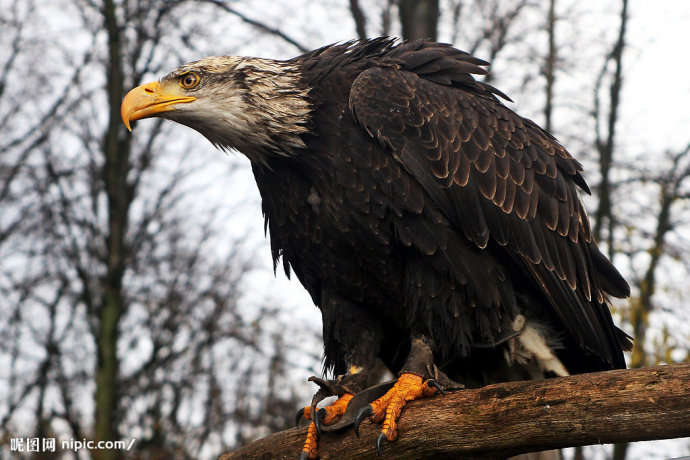 中国珍稀动物邮票猛禽