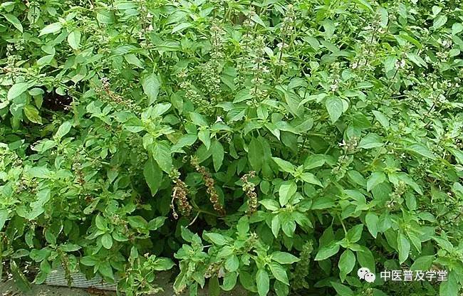 凤阳拾遗草医刘济勇老师讲述15金不换拿黄金也不换给你的草药