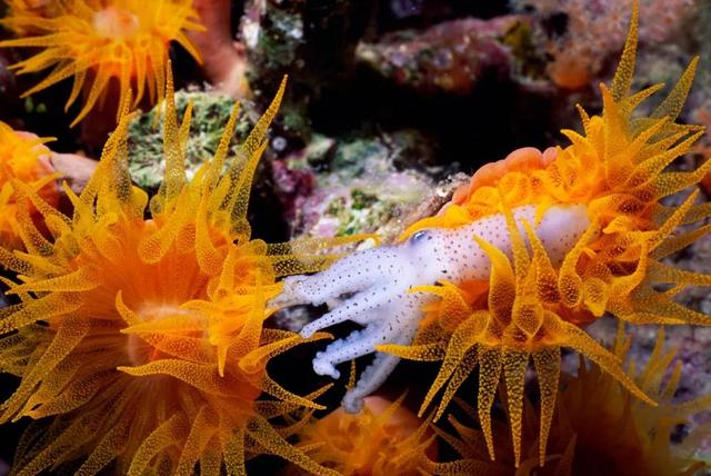 珊瑚虫美丽的触手上布满毛刺,可以抓食浮游而至的生物,亦可防身.