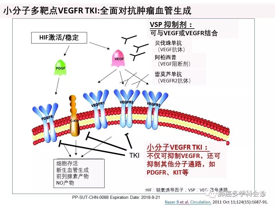 从机制看多靶点抗血管生成药物的疗效和不良反应管理