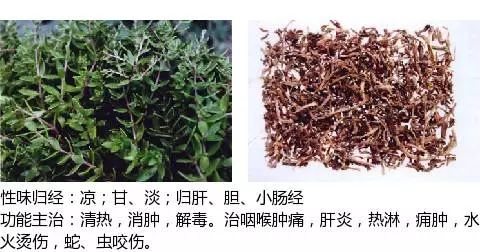 收藏!史上最全中草药图谱(全集)