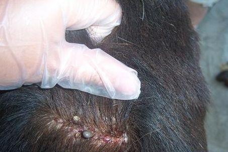 头上长虱子怎么去除去虱子和虱子卵的有效方法