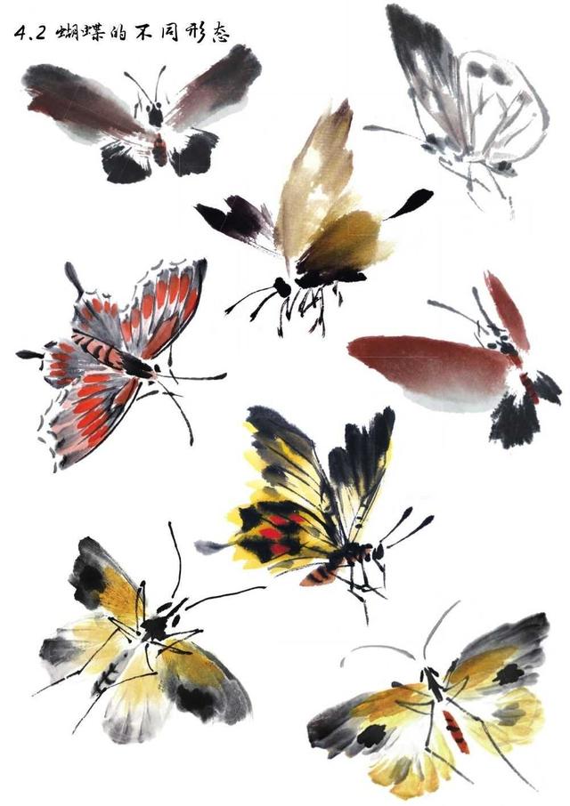 国画知识蝴蝶不会画那是你没有学会这几点画法一起来临摹吧