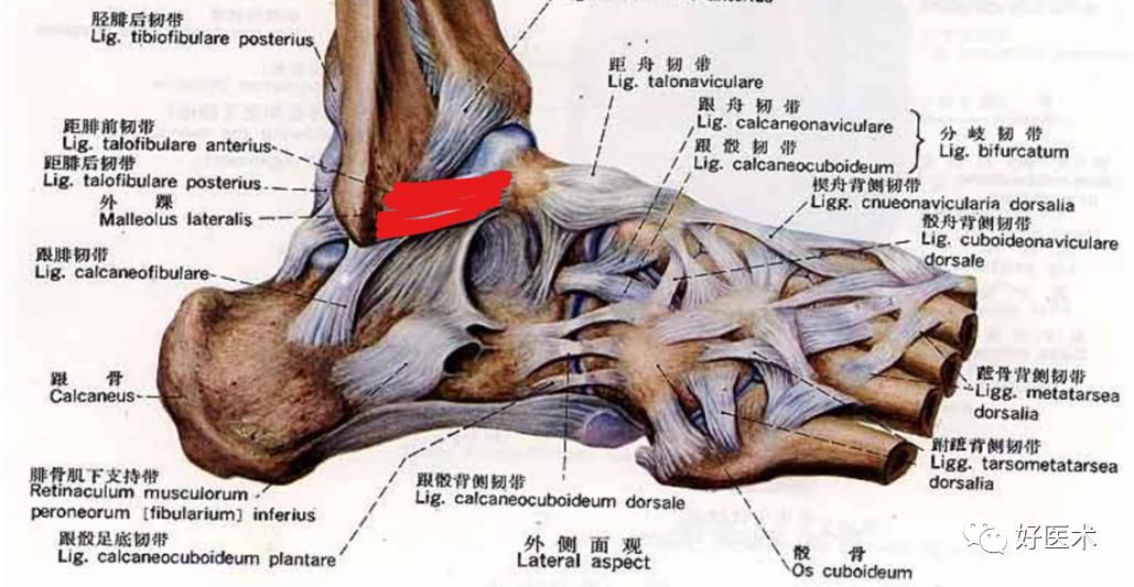 踝关节x线解剖图图片