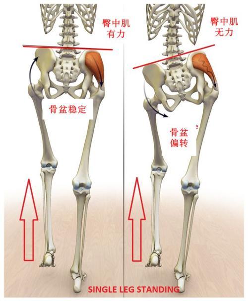 主要作用就是使髋关节外展,大腿股骨外旋臀中肌的解剖功能介绍