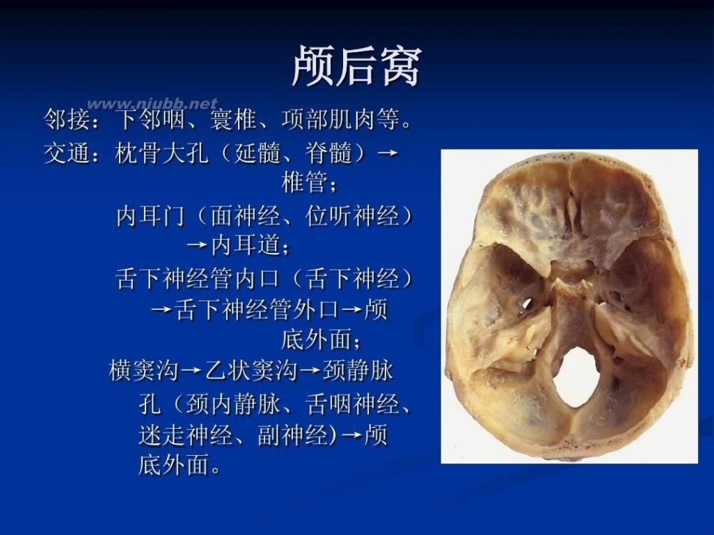 頭部解剖頭部解剖圖譜