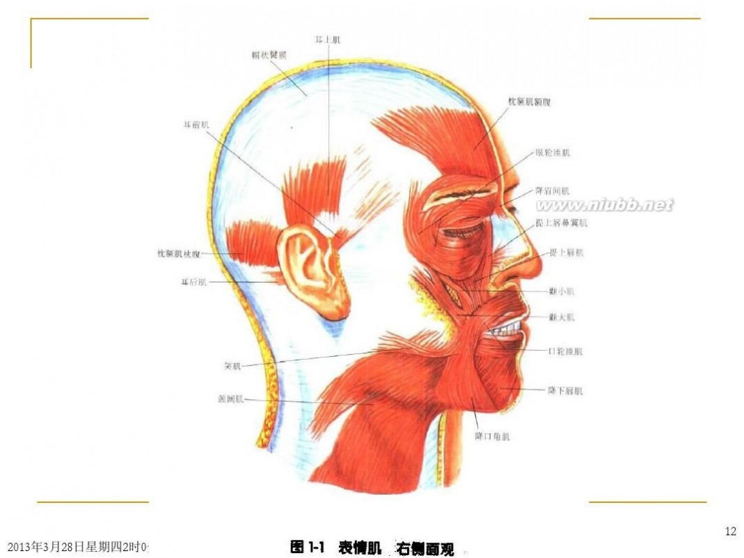 頭部解剖頭部解剖圖譜