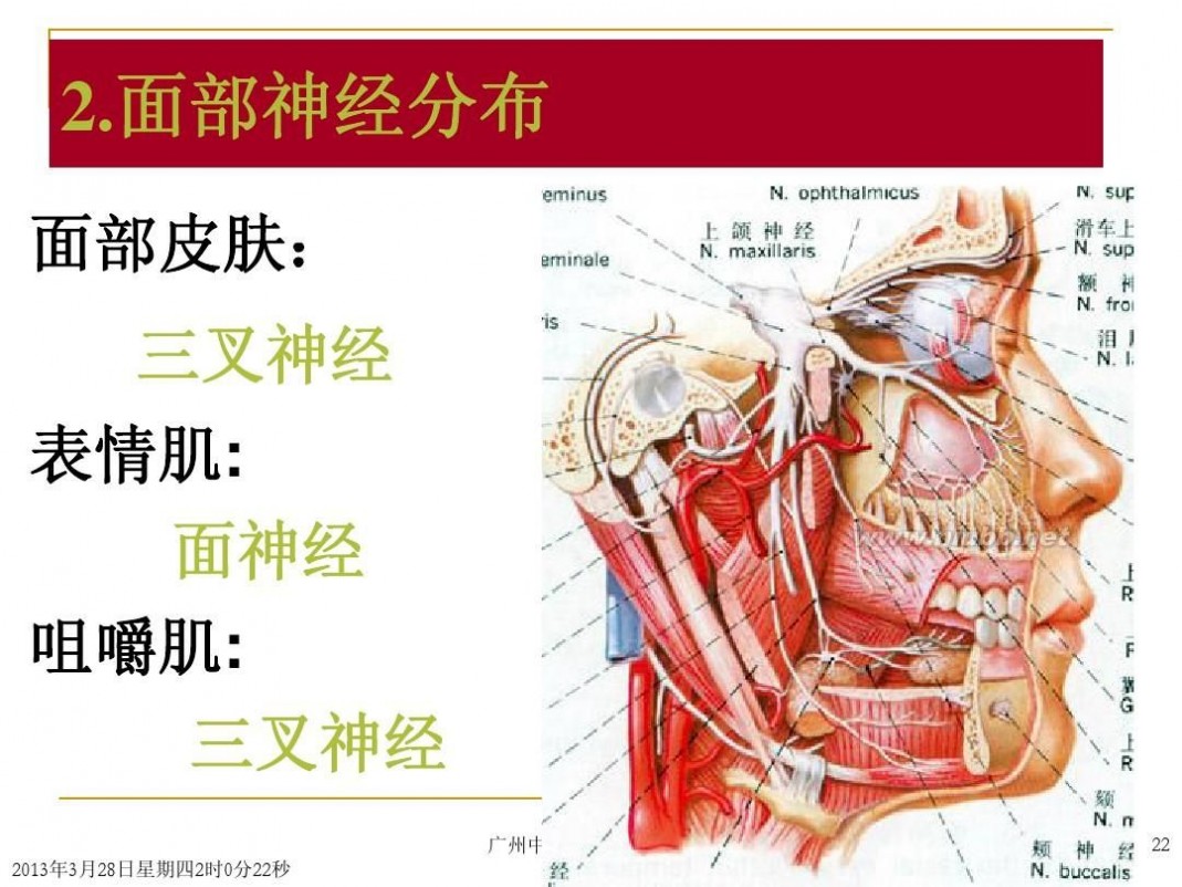 頭部解剖頭部解剖圖譜