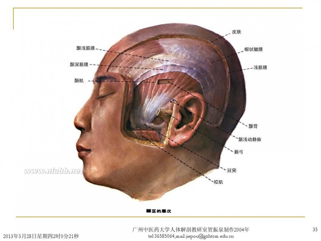 [头部解剖]头部解剖图谱 