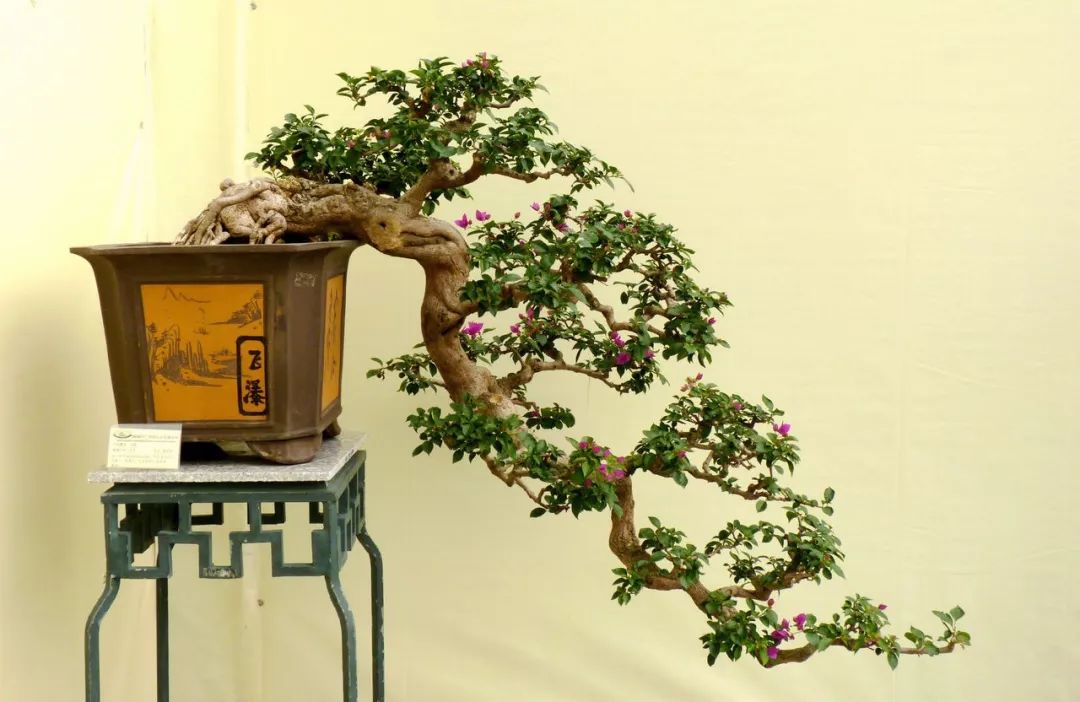 浅谈三角梅树桩盆景制作