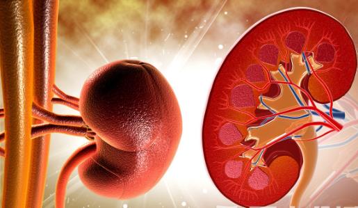 養生學會注重腎臟保養 應避免日常中傷腎的事情
