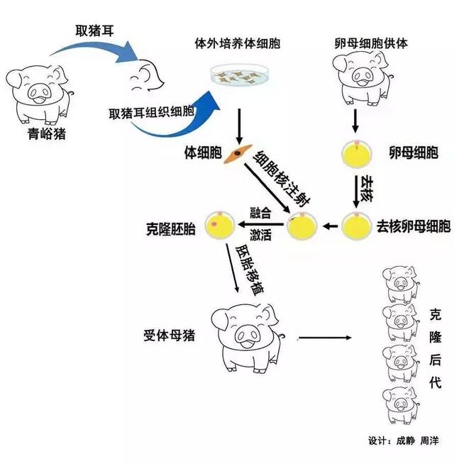 為什麼現在再不提克隆人看看克隆羊多莉的一生也許你就會明白