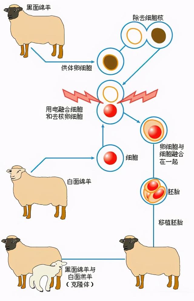 克隆羊过程图片