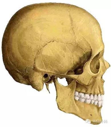 7,顶结节耳廓尖上方5cm处顶骨外面的隆凸部,其下方2cm适对大脑外侧沟
