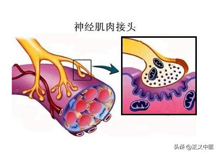 经脉和肌腱是如何连接的宗筋之会是在讲什么
