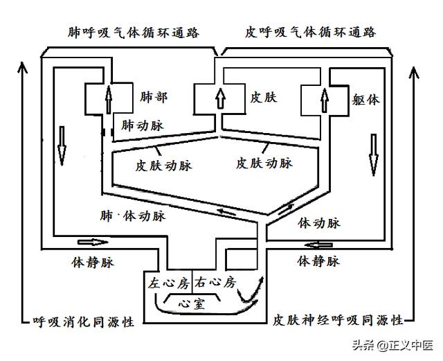 经脉和肌腱是如何连接的宗筋之会是在讲什么