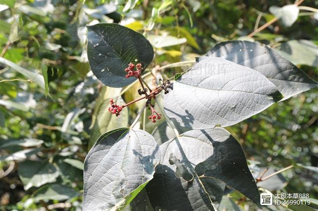 被轉藏 : 1轉藏到我的文章庫斑鳩佔來源產地為馬鞭草科植物狐臭柴