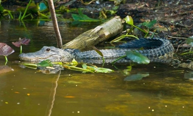 长江奇兽:白鳍豚 英名:yangtze river dolphin